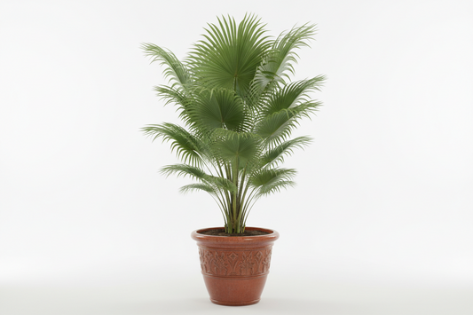 Livistona Palm