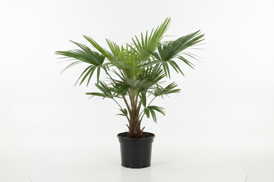 LIVISTONA PALM