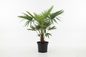 LIVISTONA PALM