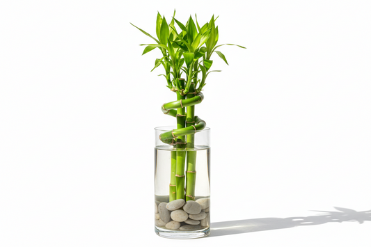 LUCKY  BAMBOO
