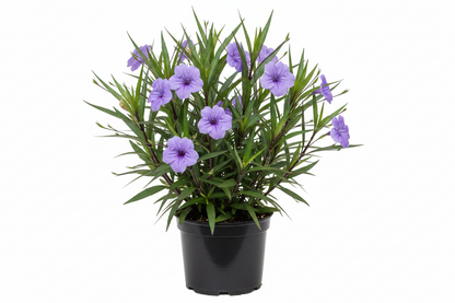 MEXICAN PETUNIA