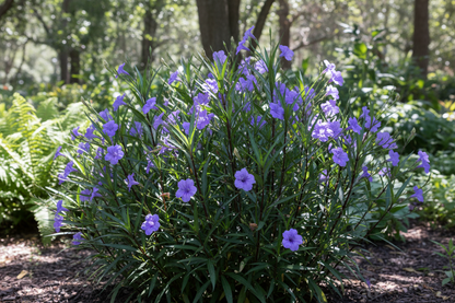 MEXICAN PETUNIA
