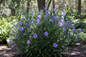 MEXICAN PETUNIA