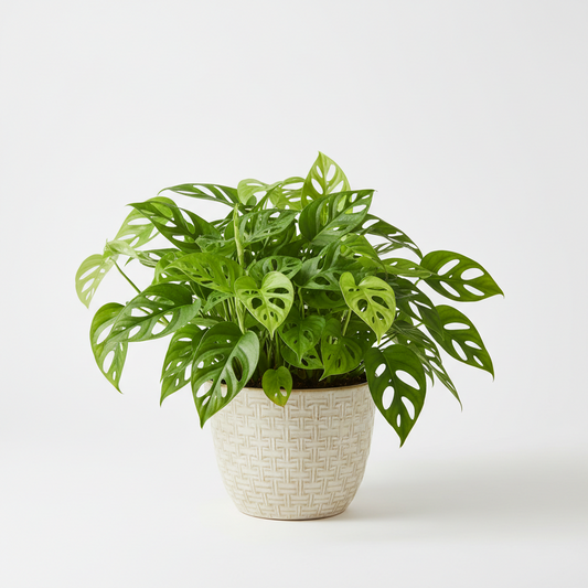 MONSTERA ADANSONII  ( CHESSES PLANT }