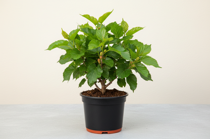 MULBERY TREE (Morus species)