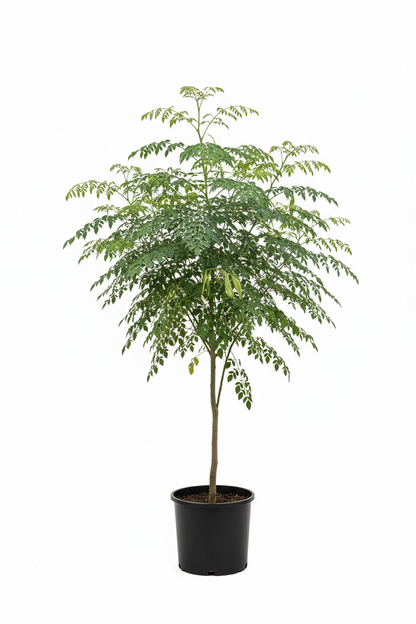 MURINGA