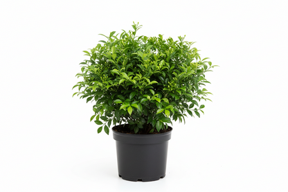 Murraya paniculata