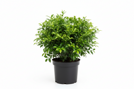 Murraya paniculata