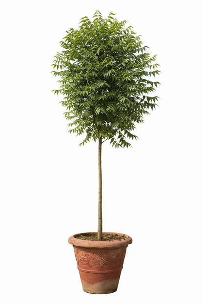 NEEM [Azadirachta indica]