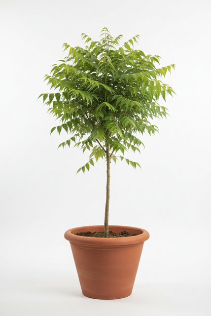 NEEM [Azadirachta indica]