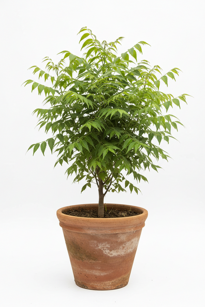 NEEM [Azadirachta indica]