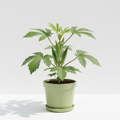 OKRA[LADY"S FINGERS ]