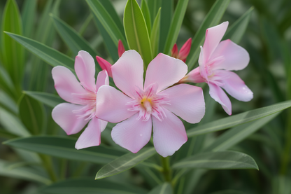 OLEANDER FLOWER