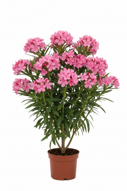 OLEANDER FLOWER
