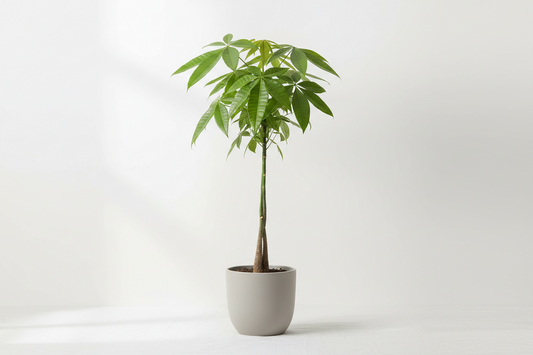 Pachira (single stem)