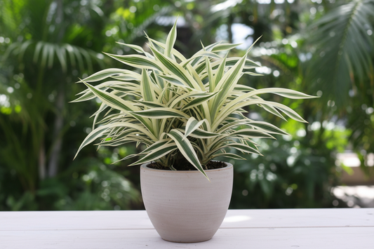Pandanus veriegata
