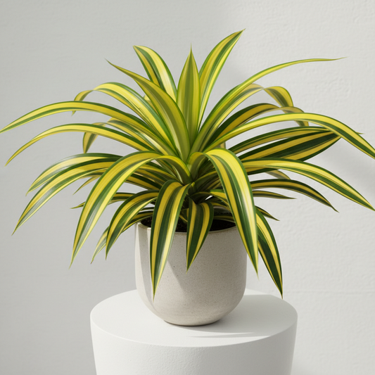 Pandanus Veriegated