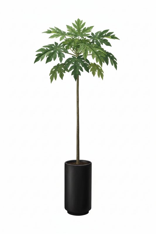 PAPAYA ,