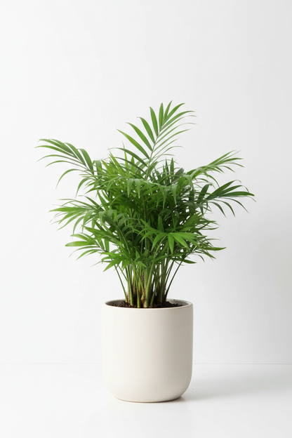 PARLOUR PALM {Chamaedorea  elagans }