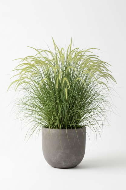PENASECTUM GRASS GREEN