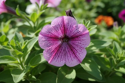 PETONIA