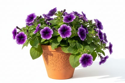 PETONIA