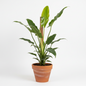 PHILODENDRON GREEN SWORD