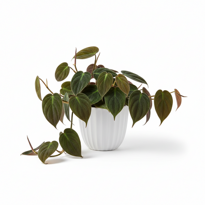 PHILODENDRON HEDERACEUM  (MICANS)