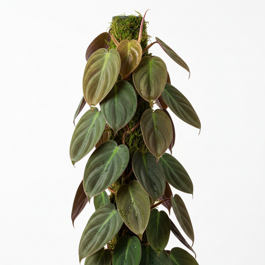 PHILODENDRON HEDERACEUM  (MICANS)