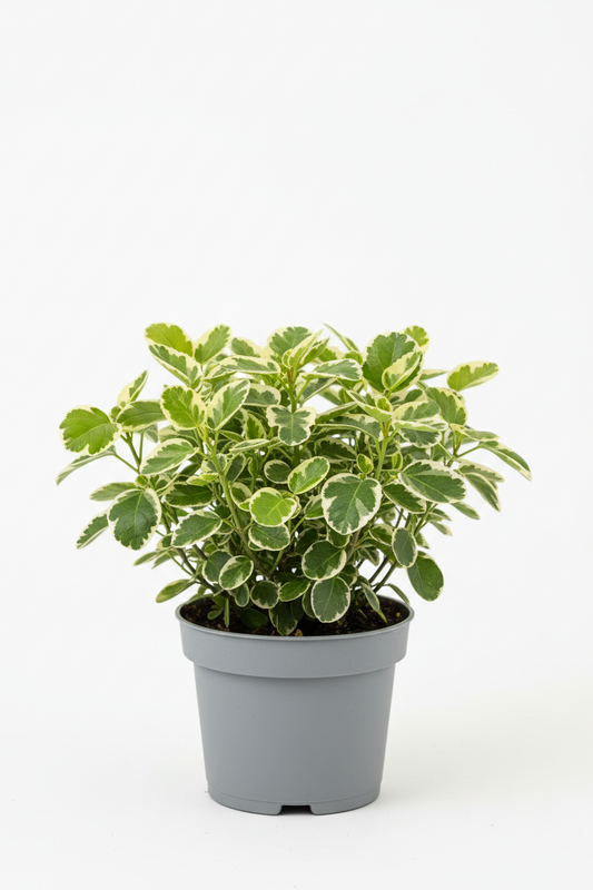 POLYSCIAS SCUTELLARIA (BALFORE ARALIA)