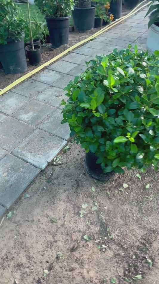 Ficus panda ( Ball shape )