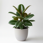RUBBER FIG 'GREEN '