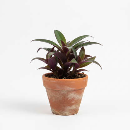 RhoeoDiscolor,Moses