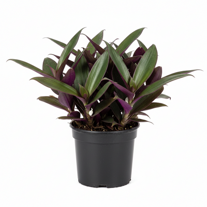 RhoeoDiscolor,Moses