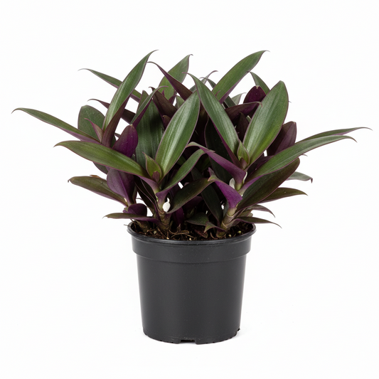 RhoeoDiscolor,Moses