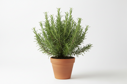 ROSEMARY