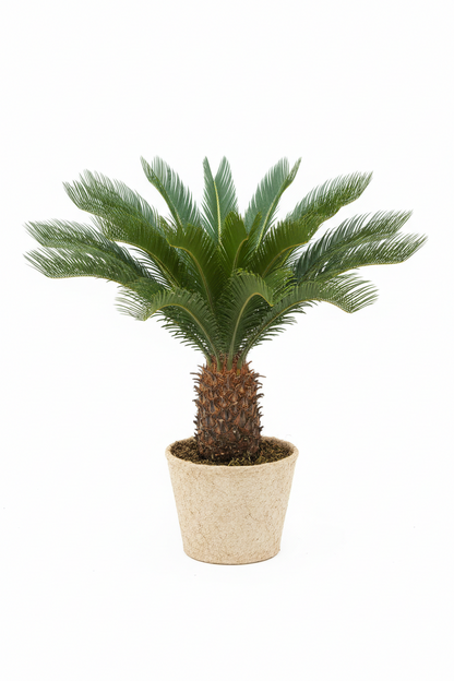 SAGO PALM [CYCAS REVOLUTA ]
