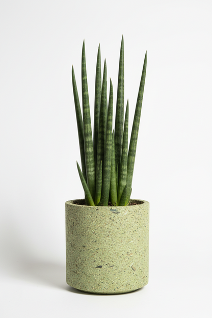 SANSEVIERIA  CYLINDRICA