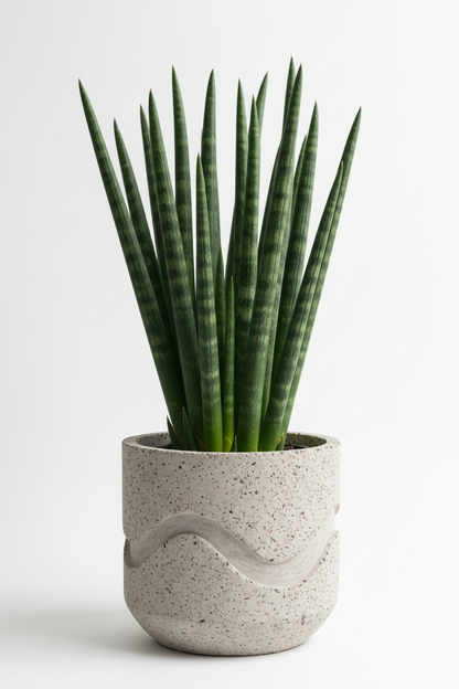 SANSEVIERIA  CYLINDRICA