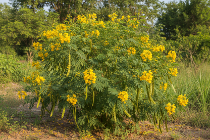 SENNA ALEXANDRINA