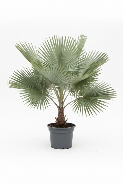 SILVER BISMARCK PALM