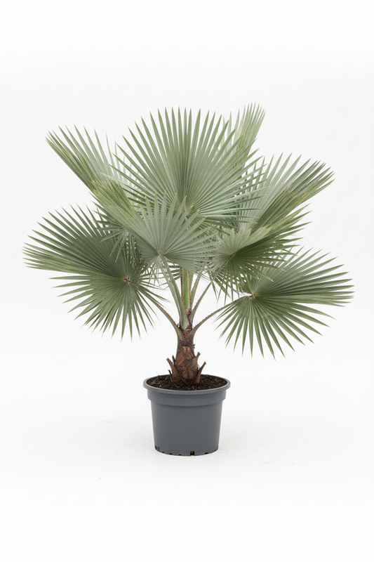 SILVER BISMARCK PALM