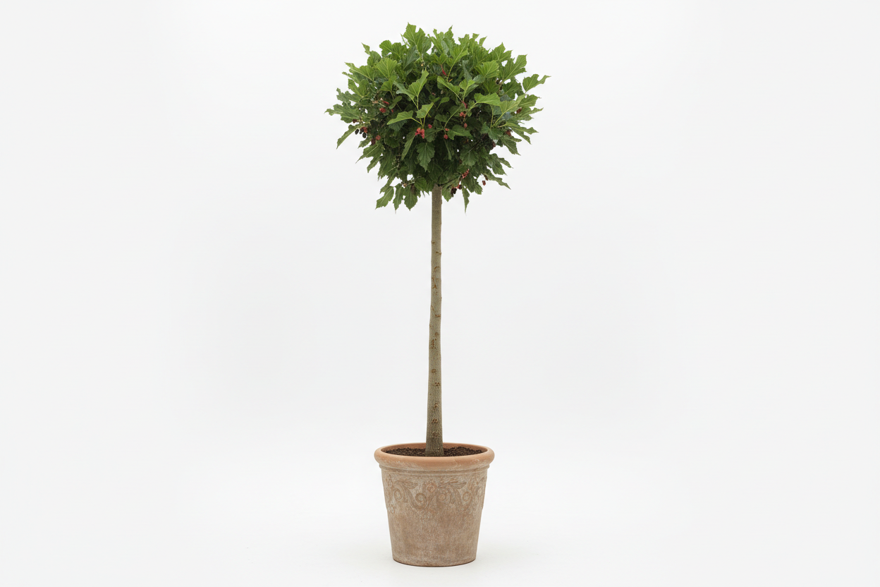 MULBERY TREE (Morus species)