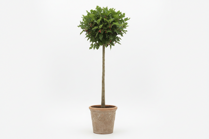 MULBERY TREE (Morus species)