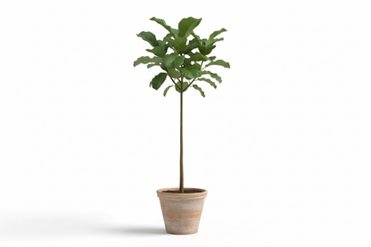 FICUS CARICA (fig tree)