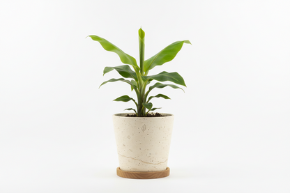 BANANA TREE