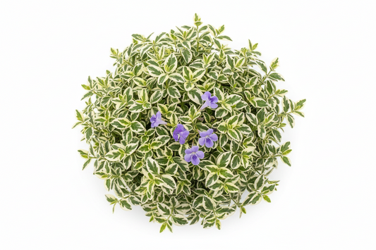 Chinese violet