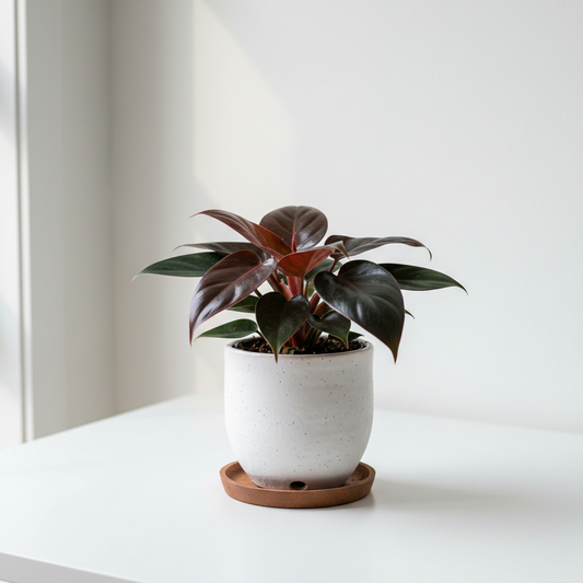 PHILODENDRON CONGA RED