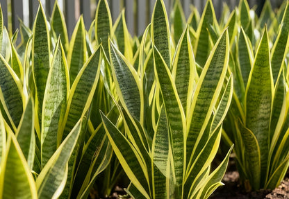 SNAKE PLANT