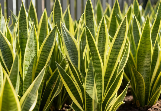 Snake Plant